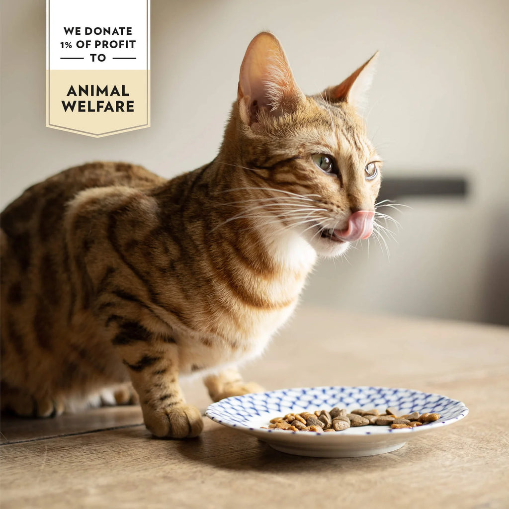PrimaCat Adult GrainFree Kyckling
